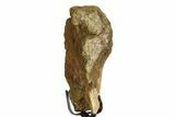 Fossil Hadrosaur Metatarsal Section w/ Metal Stand - South Dakota #354323-1